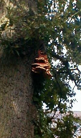 Chicken of the Woods