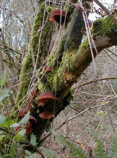 Ear Mushrooms