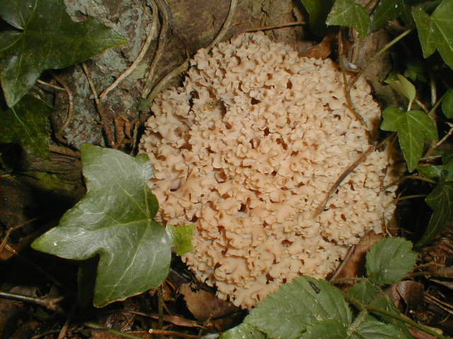 Cauliflower Mushroom