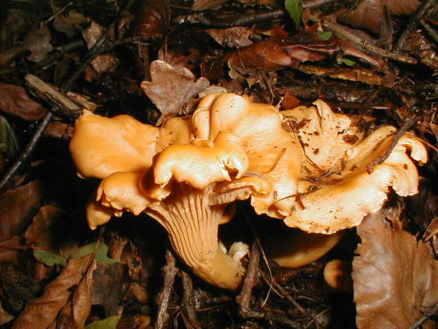 Chanterelles
