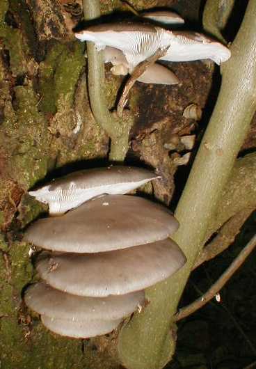 Oyster Mushrooms