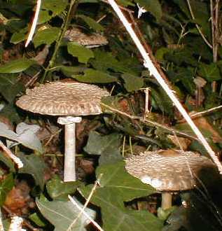 Parasol Mushrooms