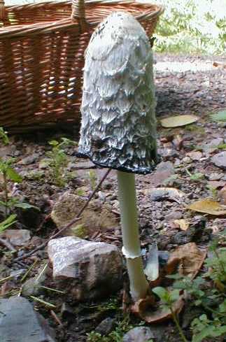 Shaggy Ink Cap